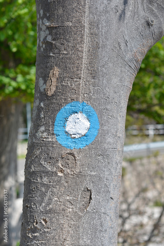 Obraz na płótnie A tree trunk features a painted blue circle with a white center - a trail marker in a natural setting w salonie