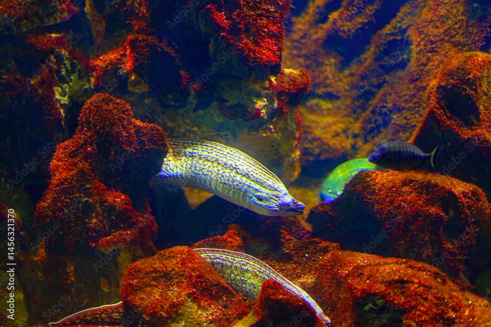 Underwater scene with elongated, silvery fish with dark patterns swimming among rock formations. Other smaller fish and a variety of aquatic textures, creating a rich marine environment