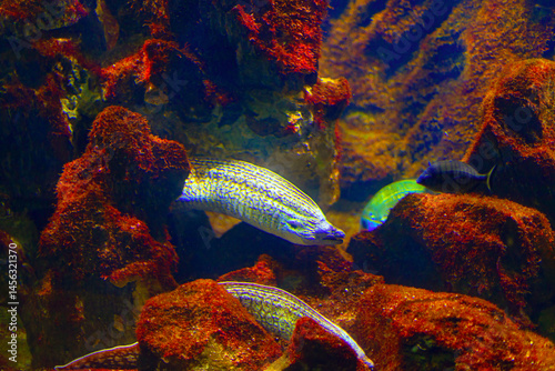 Obraz na płótnie Underwater scene with elongated, silvery fish with dark patterns swimming among rock formations. Other smaller fish and a variety of aquatic textures, creating a rich marine environment w salonie