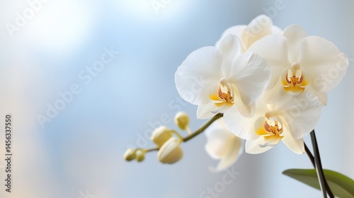 Delicate white orchid blossoms on a stem, soft background