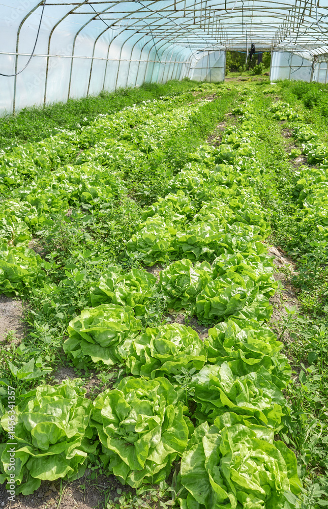 Organic vegetables grown in a polytunnel.