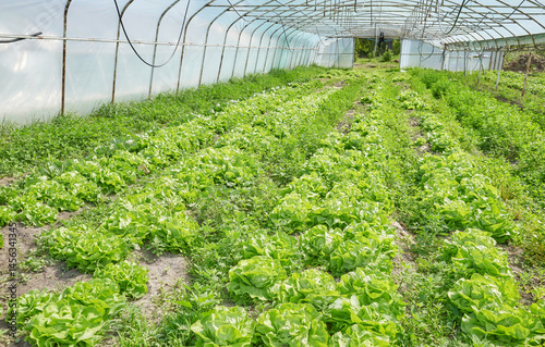 Obraz na płótnie Organic vegetables grown in a polytunnel. w salonie
