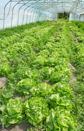 Obraz na płótnie Organic vegetables grown in a polytunnel. w salonie