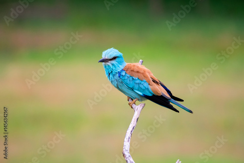 Obraz na płótnie European roller (Coracias garrulus) bird.