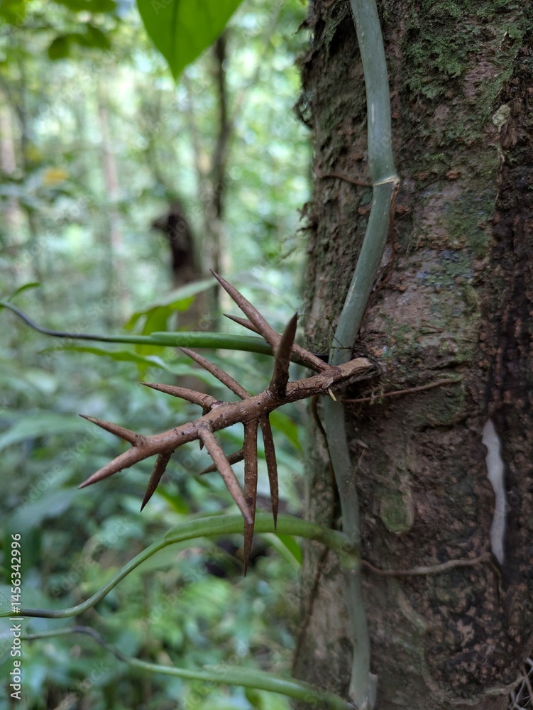Obraz premium Monteverde Cloud Forest