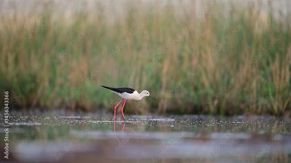 A captivating close-up of two black-winged stilts in mid-flight over a shallow wetland.