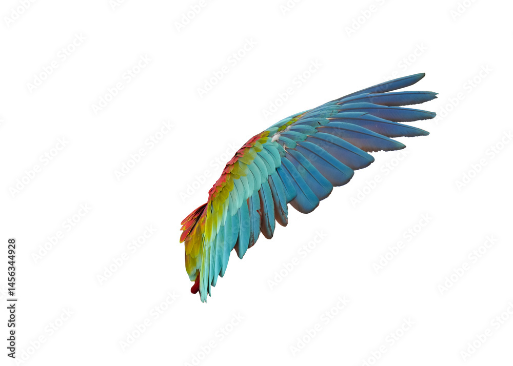 Fototapeta premium wing of Green wing macaw isolated on white background. This has clipping path.
