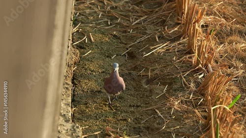 Close up shot of a red collared dove (streptopelia tranquebarica) walking on the sun-drenched farm trail, foraging for food. photo