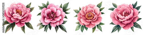 Vibrant pink peony flowers in bloom
