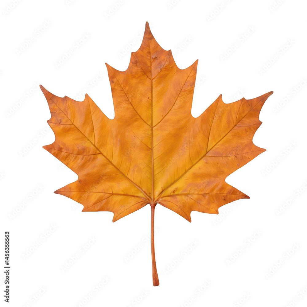 Obraz premium Vibrant autumn leaf, golden orange maple leaf with intricate veins, perfect for seasonal crafts or nature-themed designs. Isolated on white background or PNG