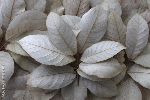 Dried White Leaves