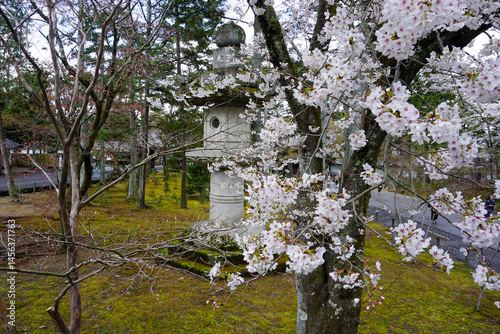 京都 南禅寺の満開の桜と石灯籠 photo
