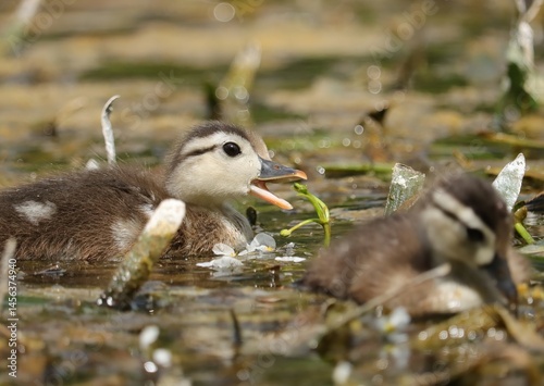 Adorable Wood Duck Duckling Snack Time Omnivore  photo
