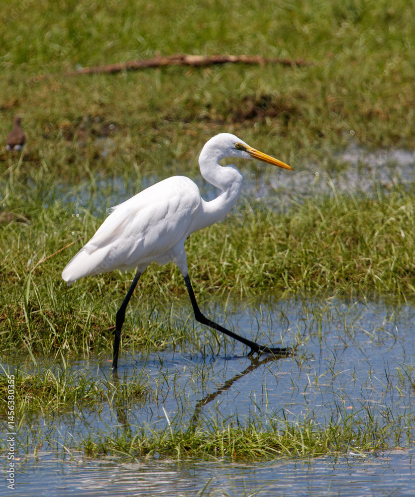 Obraz premium A white bird with a long neck is walking through a pond