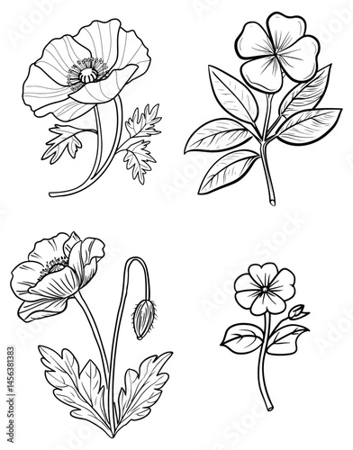 Floral Quartet A study of four unique botanical drawings