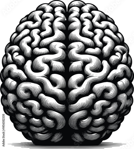 Brain Front View Vector Silhouette on White Background