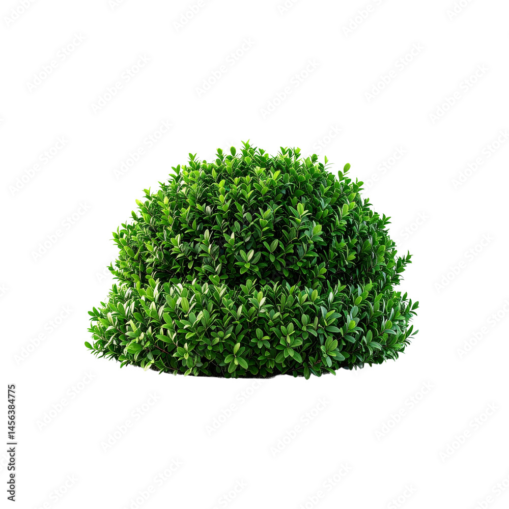 Obraz premium Isolated boxwood shrub evergreen plant landscaping design element on black background on transparent background