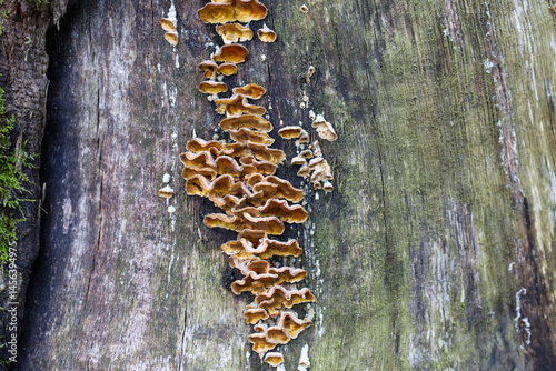 On the old cracked bark of a tree, a group of wood-decay fungi has formed dense rows of yellow-brown caps with wavy edges. Moss covers part of the trunk, emphasizing the humidity of the forest environ