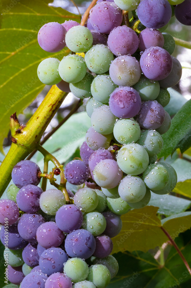 Wet grapes on the plant ripening