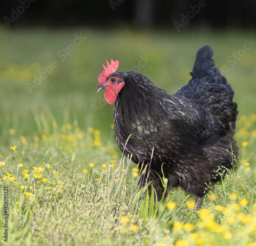 Obraz na płótnie Enjoying its freedom on the pasture a black chicken rooster is walking in the flowers w salonie