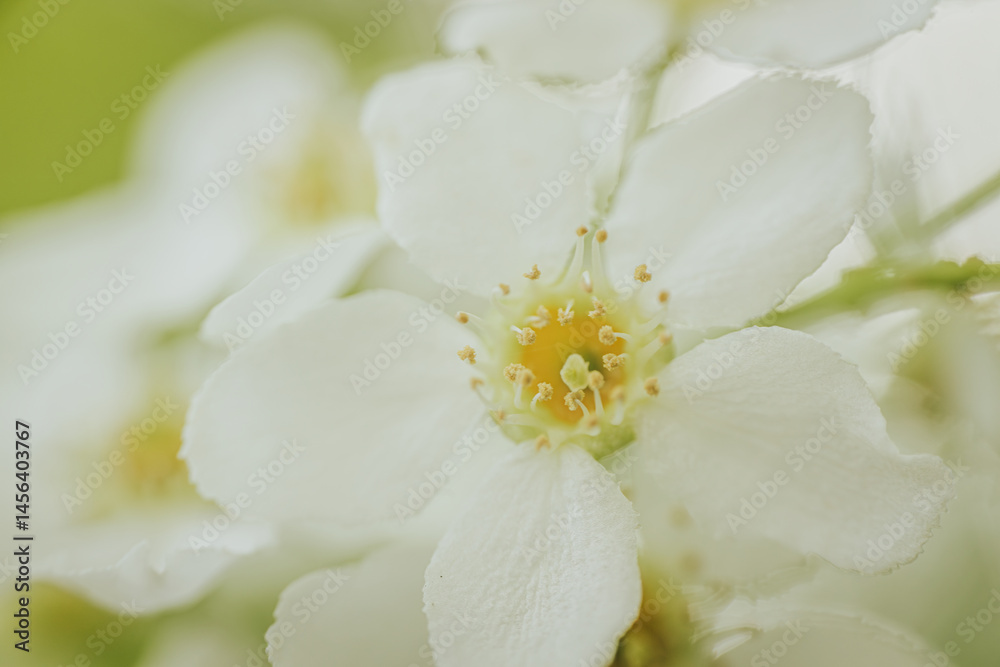 Fototapeta premium Macro shot of Prunus padus (bird cherry) flower showing detailed stamen, white petals, and soft green and yellow tones with a blurred background.