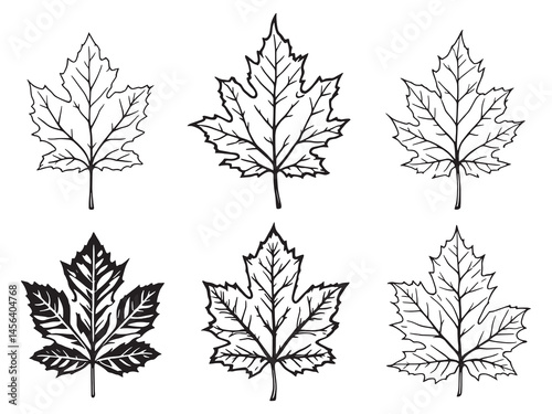 Sycamore leaf hand drawn botanical line art illustration