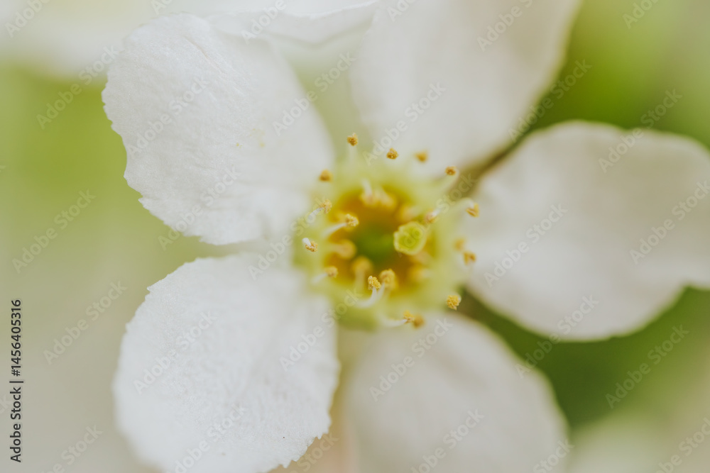 Obraz premium Macro shot of Prunus padus (bird cherry) flower showing detailed stamen, white petals, and soft green and yellow tones with a blurred background.