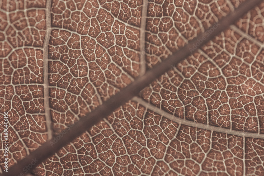 Obraz premium Detailed macro photograph of a dried brown leaf highlighting its intricate vein structure and natural texture.