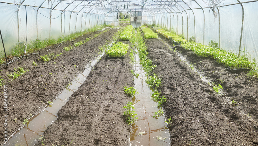 Organic vegetable growing in a plastic tunnel.