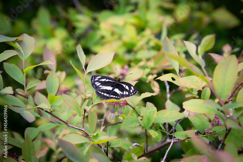 Delicate Japanese Butterfly and Blueberry Flowers in a Sunny Field