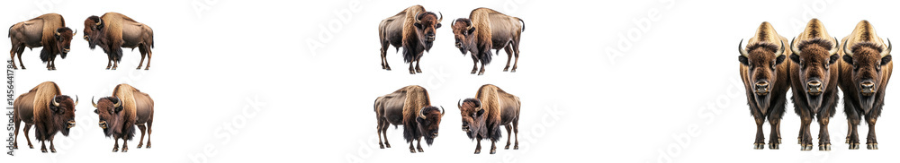 Fototapeta premium Bison herd arrangement, wildlife multiple specimens, cut out transparent