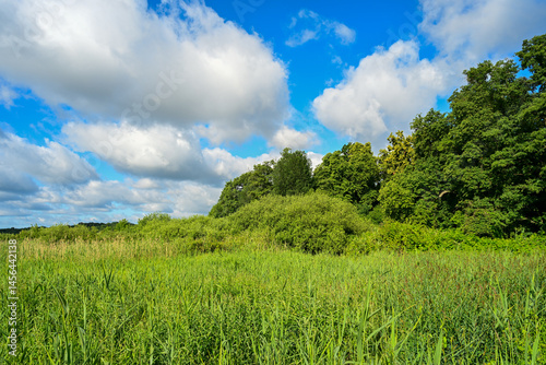 Parklandschaft im Sommer, Schwielowsee Potsdam Mittelmark photo