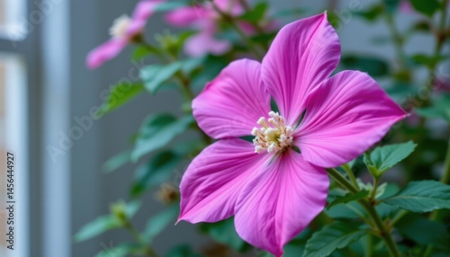 Blooming pink flower in a garden setting nature photography vibrant environment close-up view