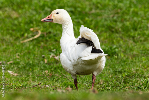 Back view of snow goose’s black and white wing feathers, while the bird is walking in park in the Cap-Rouge area in the spring, Quebec City, Quebec, Canada