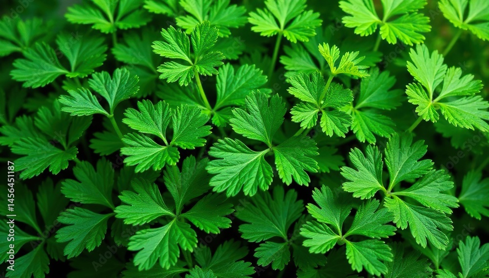 Intricate parsley sprig pattern, vibrant green leaves , illustration, decoration Intricate parsley sprig pattern, vibrant green leaves , illustration, decoration
