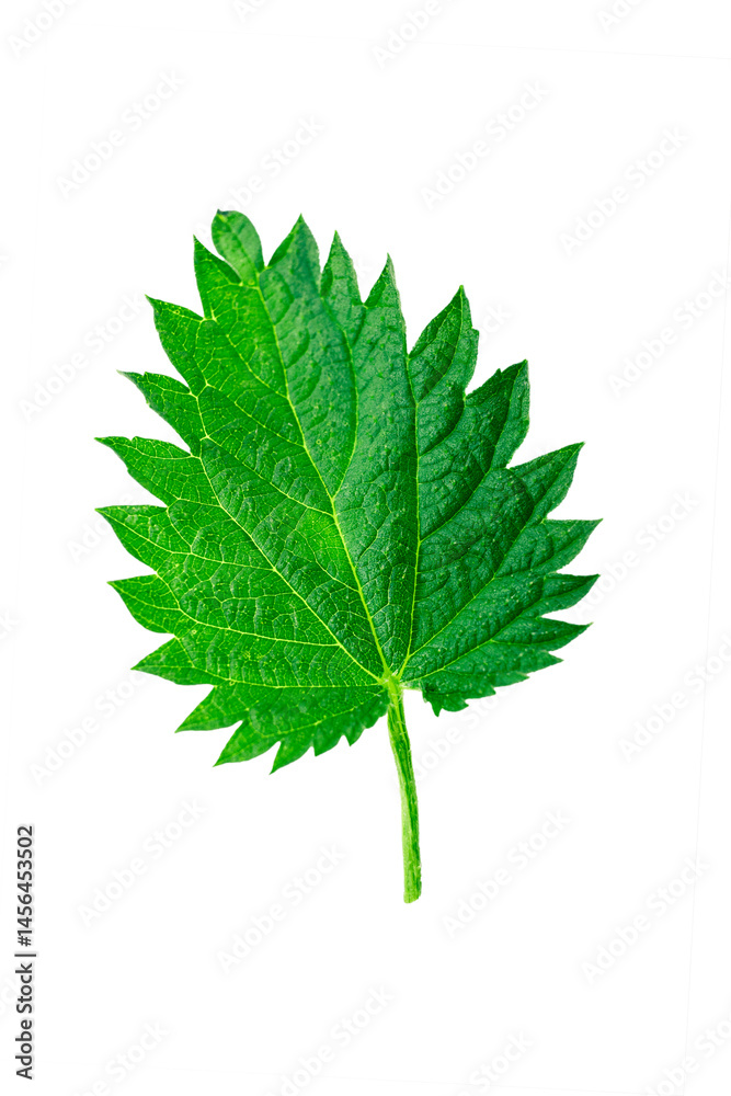 Fototapeta premium Nettle close-up leaf isolated on white background, clipping path, full depth of field