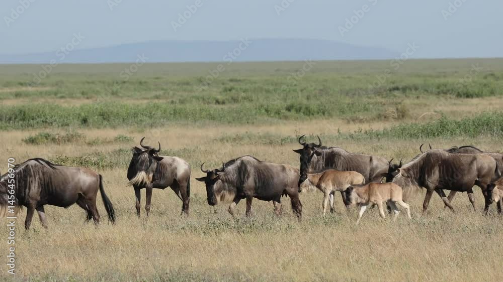Wide shot of a herd of wildebeests walking through the lush grassland, Masai Mara. Wide shot of a herd of wildebeests walking through the lush grassland, Masai Mara.