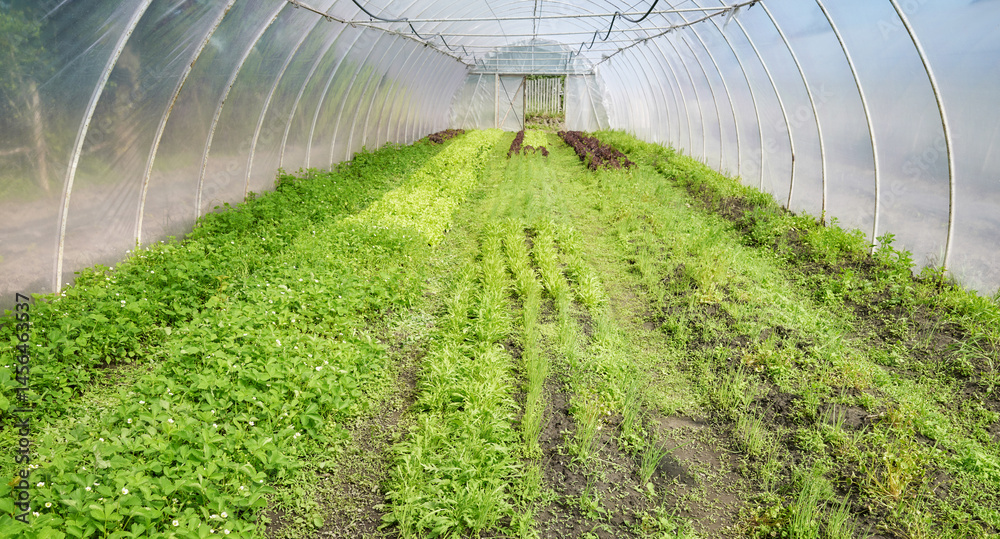 Organic vegetable growing in a plastic tunnel.