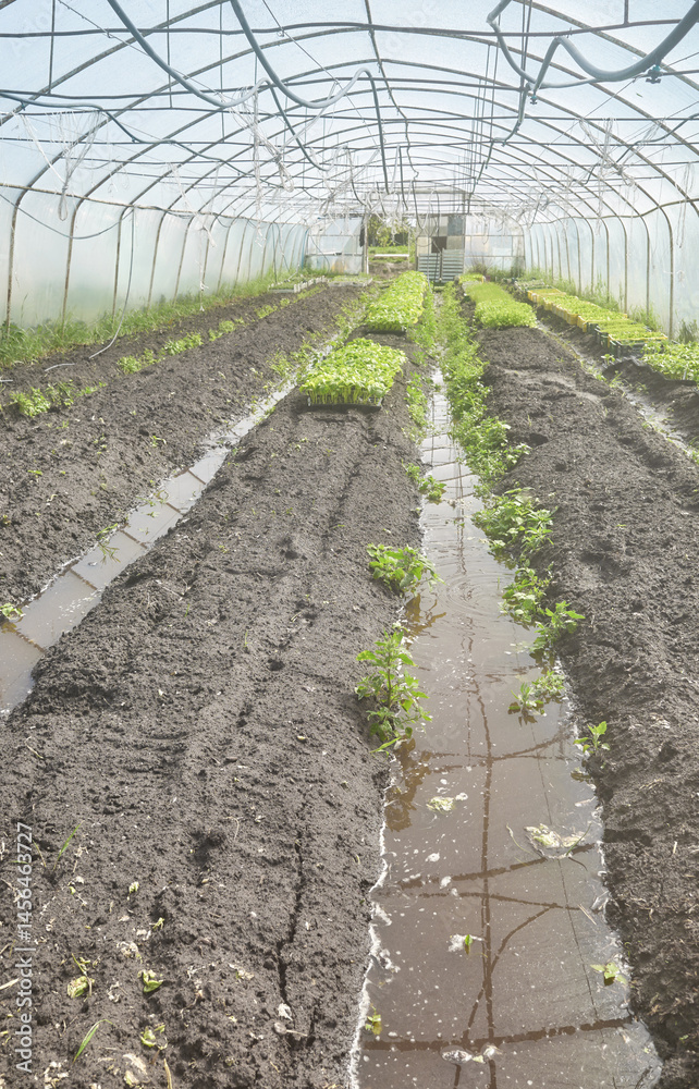 Organic vegetable growing in a plastic tunnel.