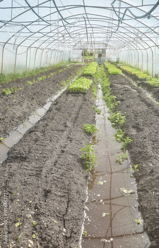 Obraz na płótnie Organic vegetable growing in a plastic tunnel. w salonie