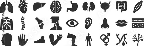 Anatomy glyph icon set. Vector pictograms of body organs, bone, skeleton, spine, eye, ear, nose, mouth, lips, hand, foot, stomach, kidneys, bladder, black sign silhouette illustration.
