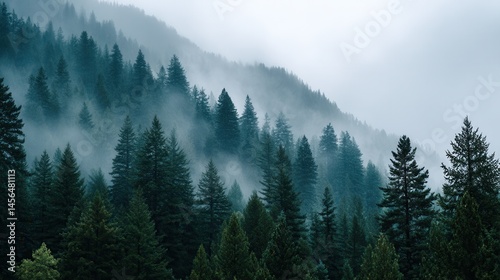 Serene misty forest landscape with pine trees on a foggy day in april.