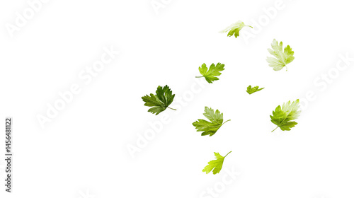Fresh Falling Coriander Leaf on White Background for Culinary Designs
