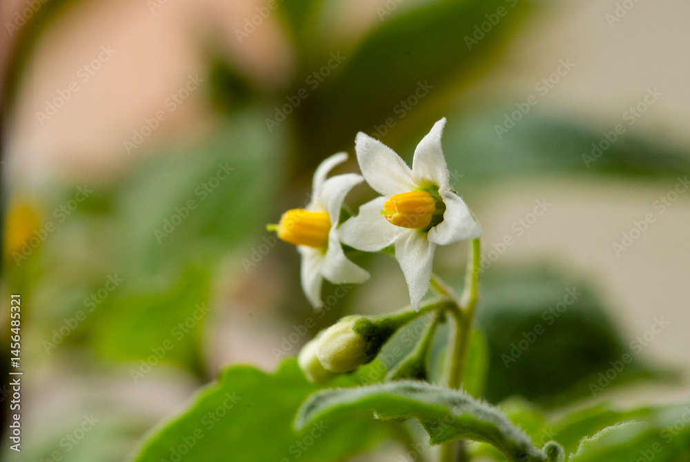 Fototapeta premium Tomato Plant Blossoms in Early Morning Light
