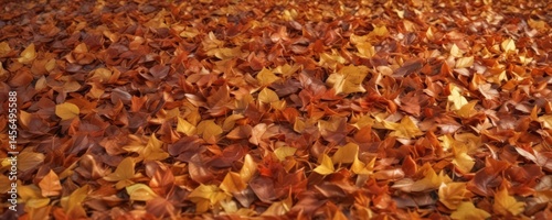 Pile of glowing autumn leaves, ample clear area, still life, park, season