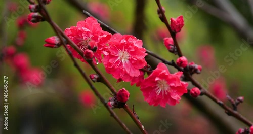 Spring rain brings vibrant red flowers and blooming blossoms during the season of renewal and growth in a lush garden