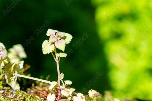 早春の唐木の枯れ木に生える若葉