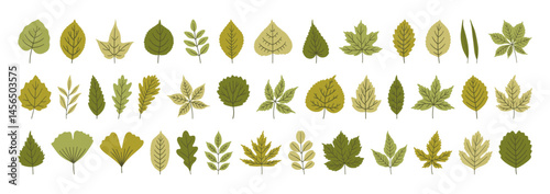 Set of various cute spring leaves in green colors. Summer background, foliage of maple, birch, oak, poplar, acacia, ginkgo, and others, isolated on white. Silhouette texture icons, vector illustration