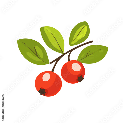 A Simple flat 2D icon vector lingonberry isolated on a transparent background, vector, flat design, animation design, simple flat 2D icon, minimalist design, clipart