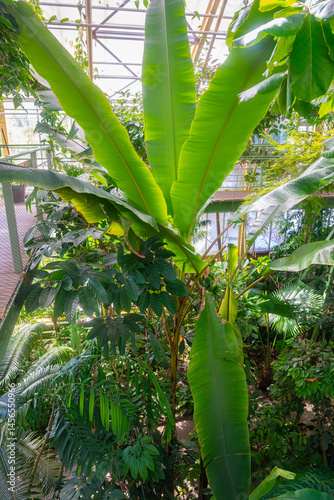 Large banana tree (Latin name: Musa) in the tropical greenhouse of a botanical garden